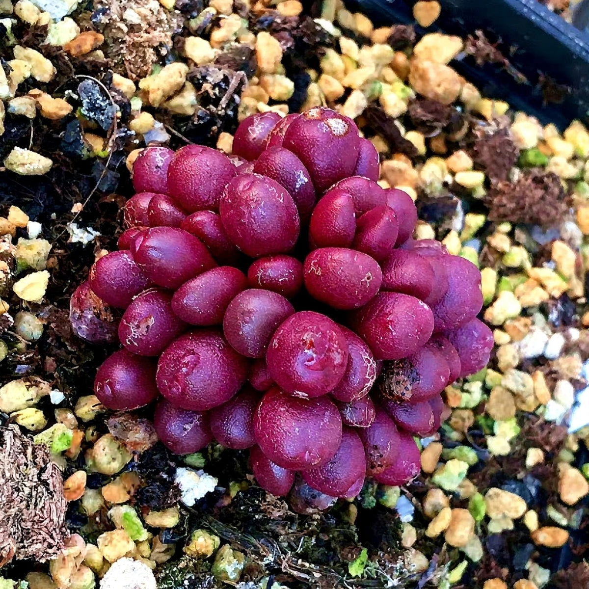 10x Conophytum Brunneum Nuwerus Seeds - Rare Red Conophytum image 0