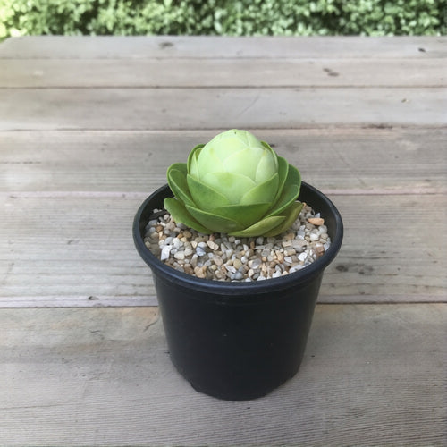 10x Aeonium Greenovia Diplocycla ex. Alojera, La Gomera - Egg Mountain Rose seed image 1