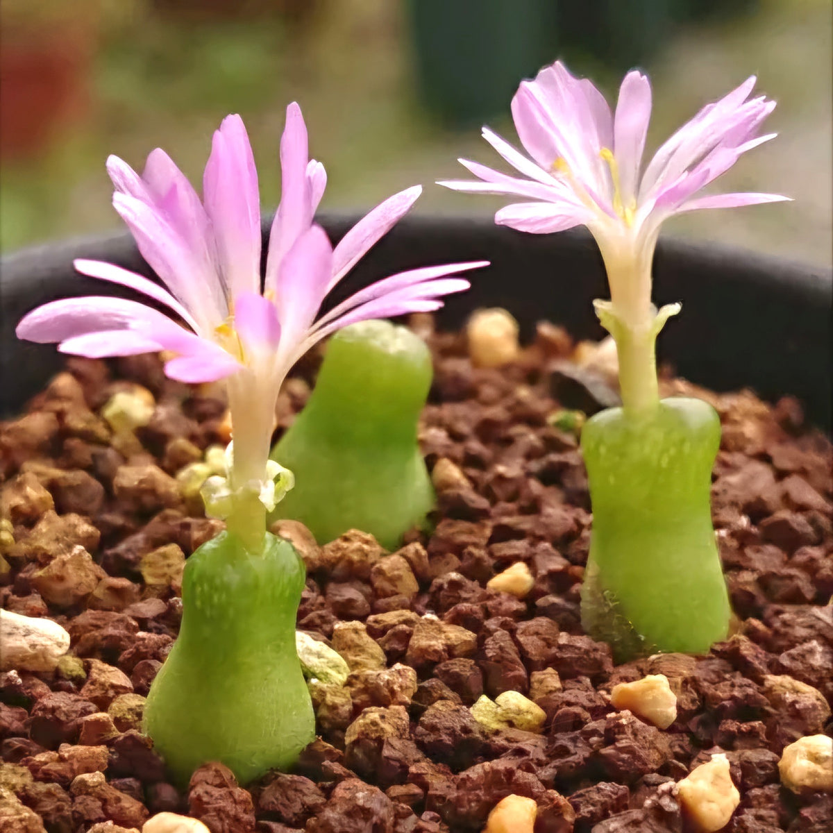 10x Conophytum Achabense Seberg Seeds - Miniature succulent Seeds image 0