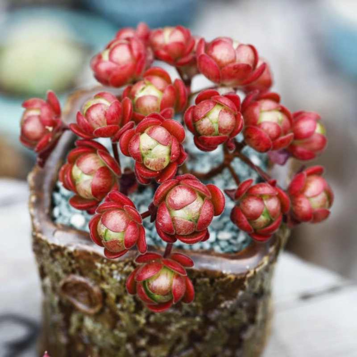 10x Aeonium Saundersii Adodes seed image 1