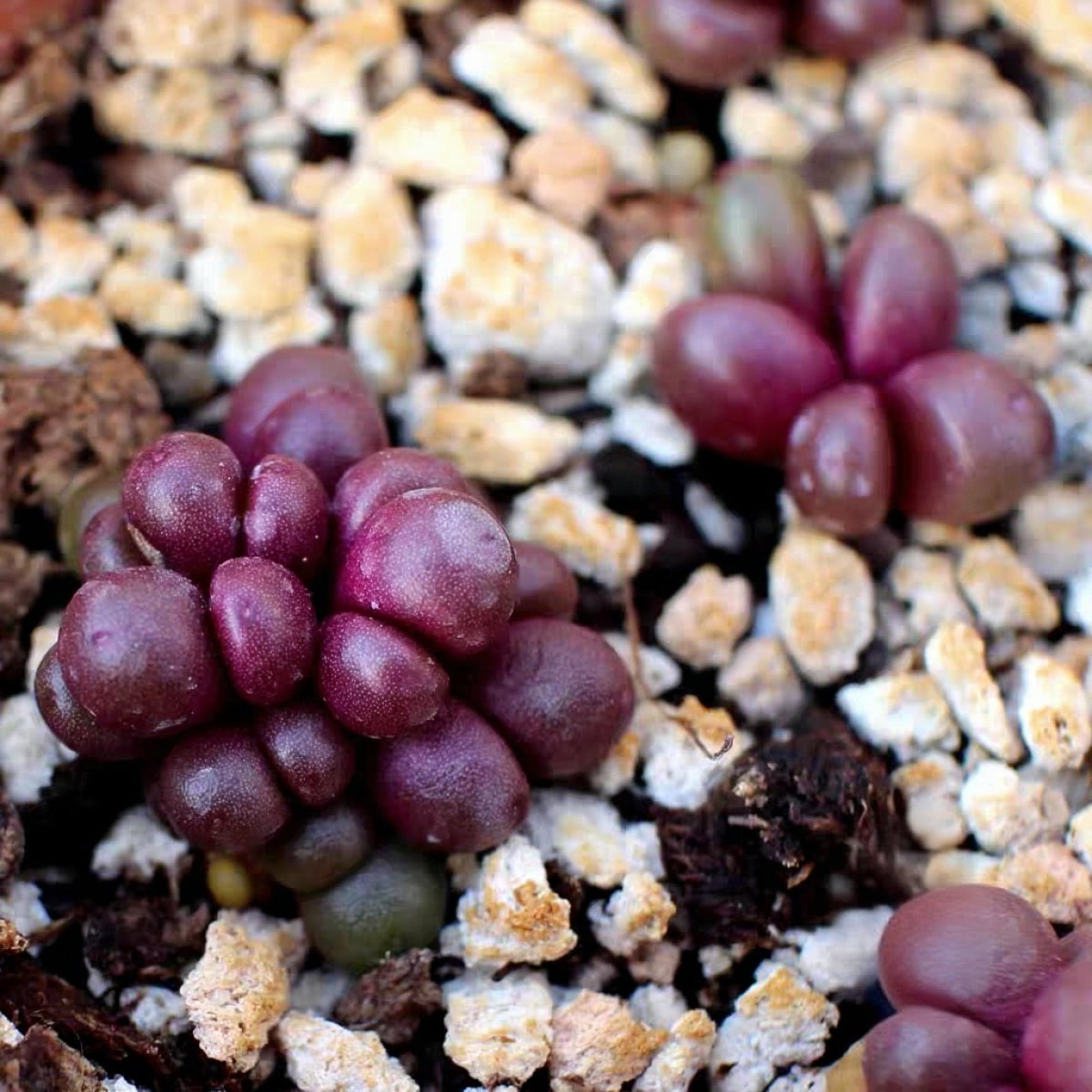 10x Conophytum Brunneum Nuwerus Seeds - Rare Red Conophytum image 1