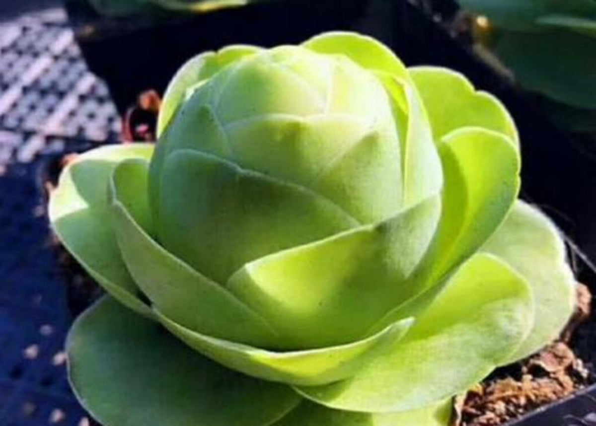 10x Aeonium Greenovia Diplocycla ex. Alojera, La Gomera - Egg Mountain Rose seed image 2