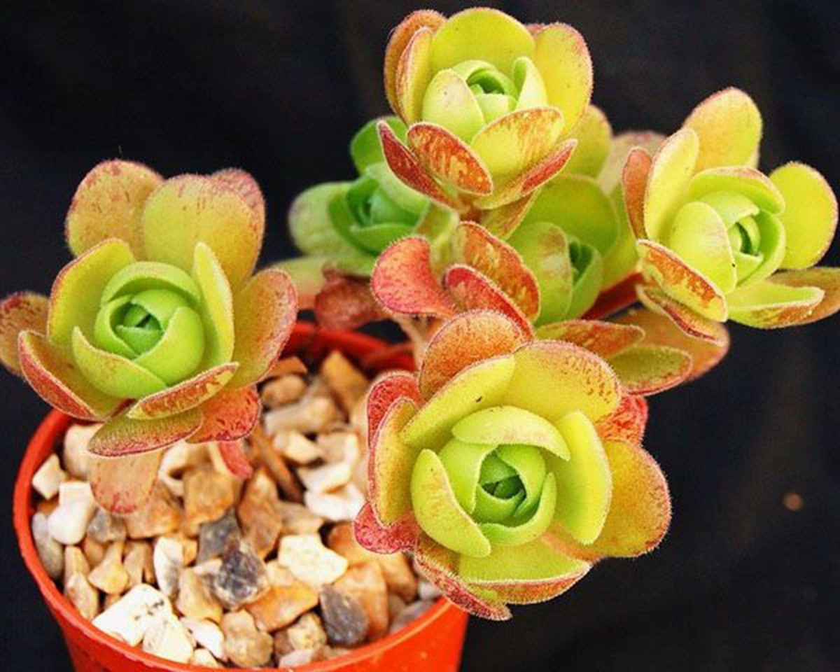 10x Aeonium Saundersii Adodes seed image 2