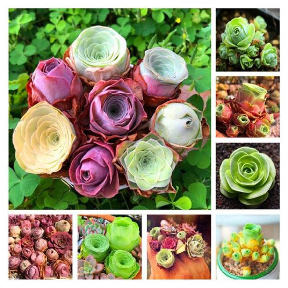 10x Aeonium Greenovia Mountain Rose seeds image 0
