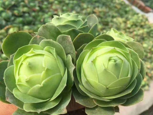 10x Aeonium Greenovia Diplocycla ex. Alojera, La Gomera - Egg Mountain Rose seed image 0