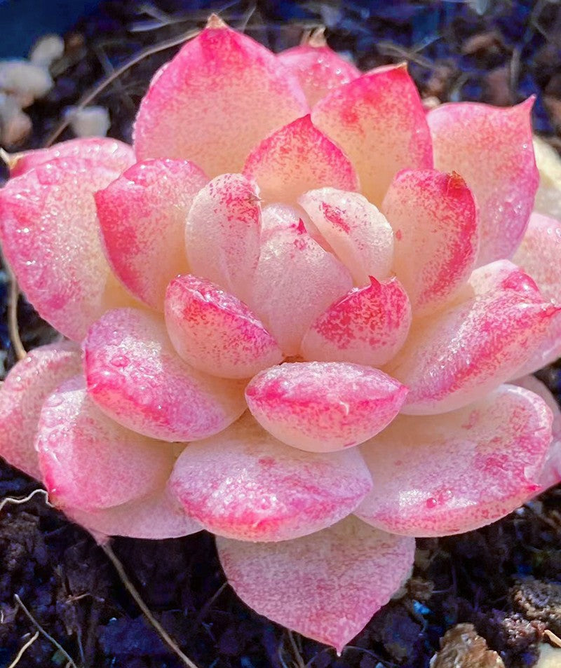 10* Echeveria Vincent Catto X Elegans Succulent Seeds image 0