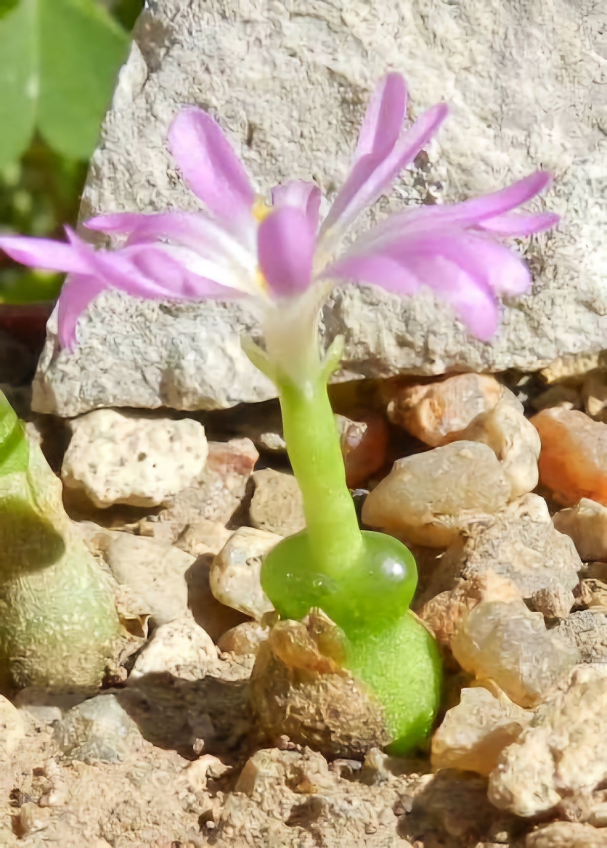 10x Conophytum Achabense Seberg Seeds - Miniature succulent Seeds image 2