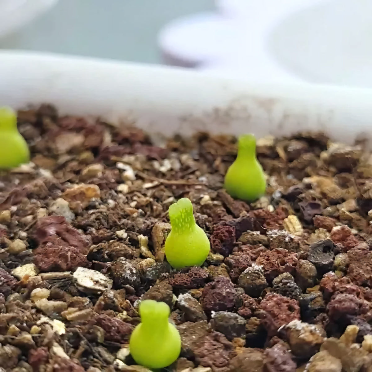 10x Conophytum Achabense Seberg Seeds - Miniature succulent Seeds image 1