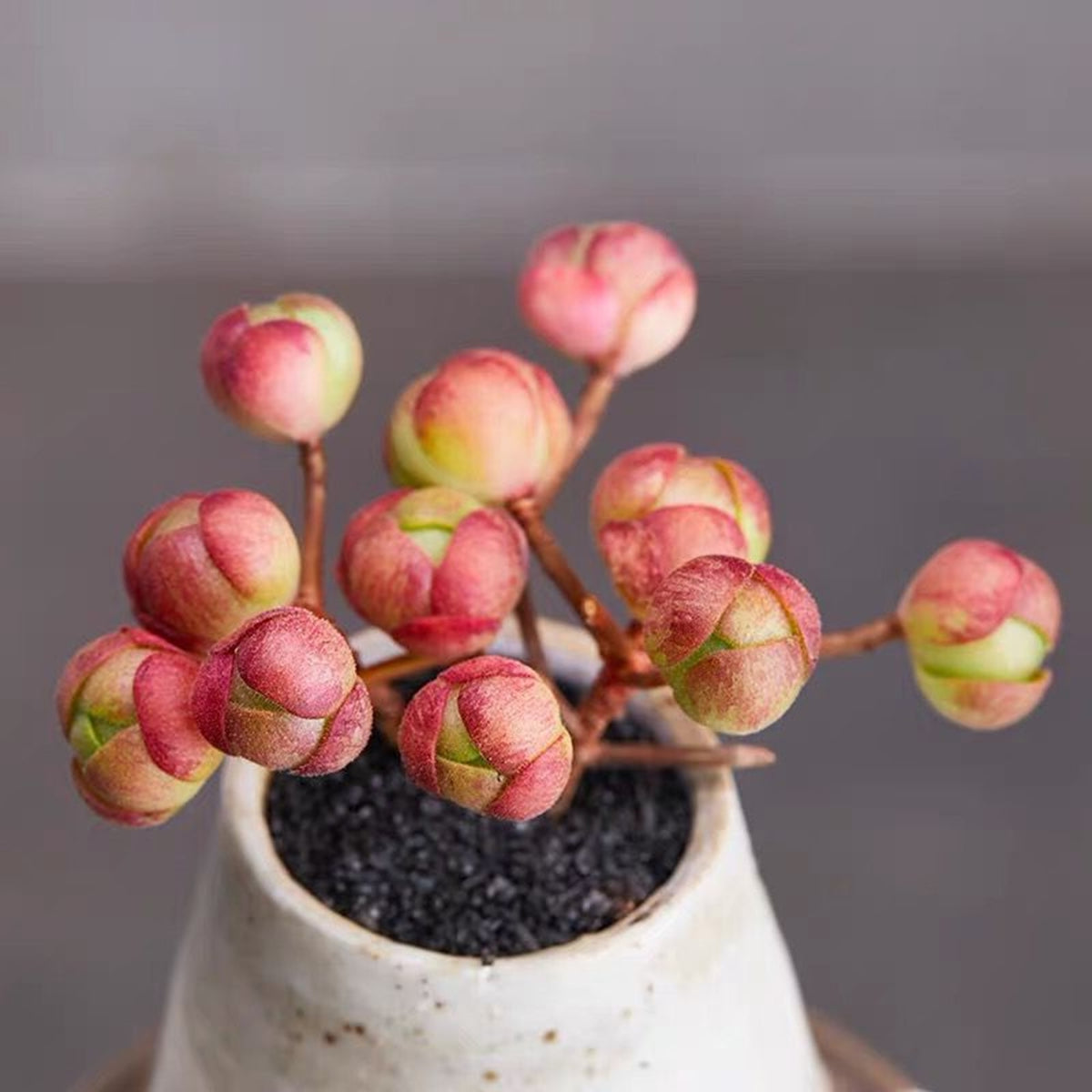 10x Aeonium Saundersii Adodes seed image 0
