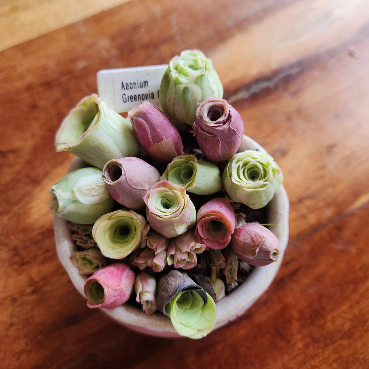 10x Aeonium Greenovia Mountain Rose seeds image 1