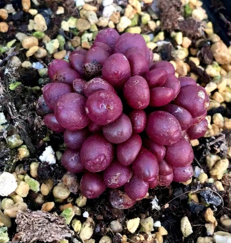 10x Conophytum Brunneum Nuwerus Seeds - Rare Red Conophytum image 2