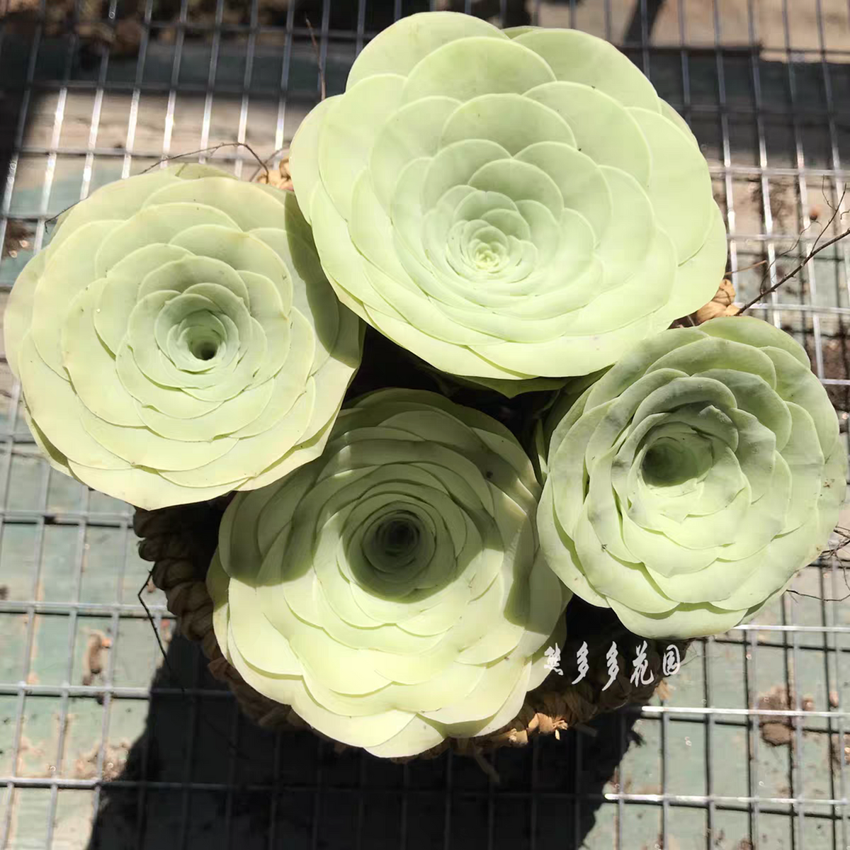 10x Aeonium Greenovia Diplocycla ex. Alojera, La Gomera - Egg Mountain Rose seed image 3